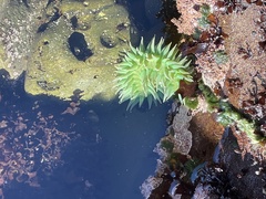 Anthopleura xanthogrammica