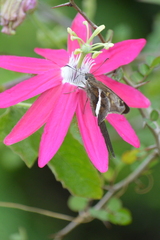 Chioides albofasciatus