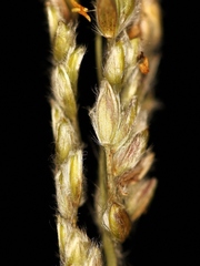 Paspalum erianthum