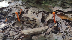 Hygrocybe cantharellus