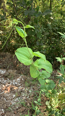Smilax tamnoides