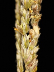 Paspalum erianthum