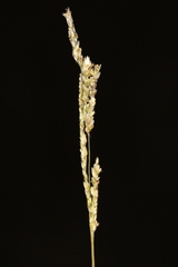 Paspalum erianthum