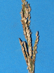 Paspalum erianthum