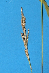 Paspalum erianthum