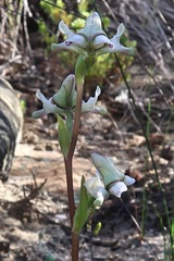 Disperis circumflexa