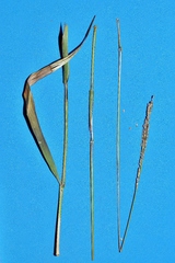 Paspalum erianthum