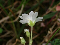 Cerastium arvense