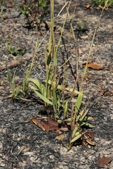 Paspalum erianthum