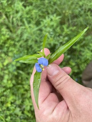 Commelina diffusa