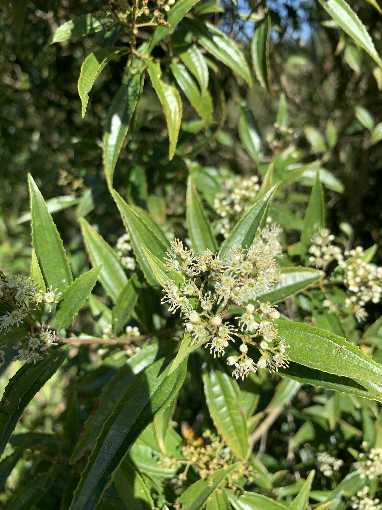 Miconia sellowiana