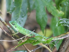 Bronchocela cristatella