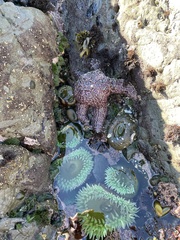 Anthopleura xanthogrammica