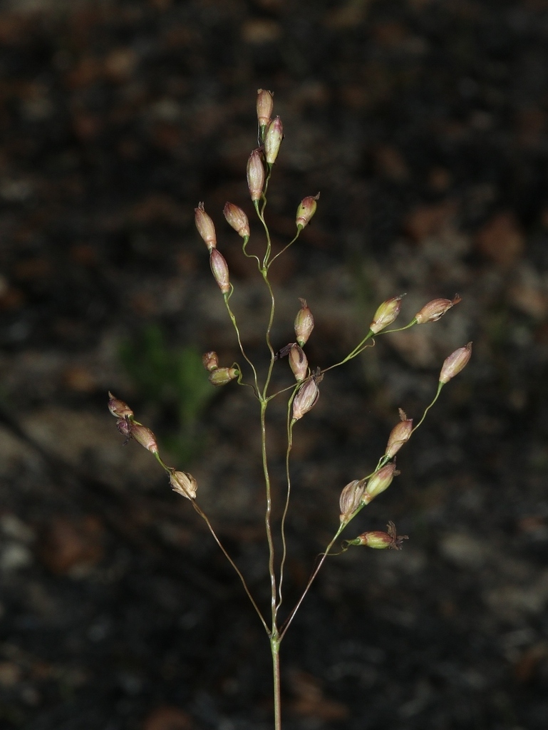 Oedochloa