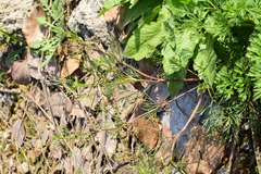 Cyclospermum leptophyllum