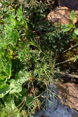 Cyclospermum leptophyllum