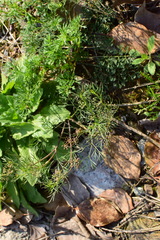 Cyclospermum leptophyllum