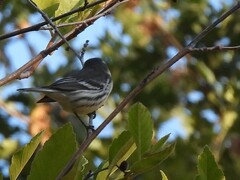Setophaga nigrescens