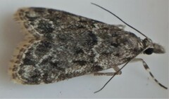 Scoparia basalis
