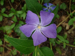 Vinca major