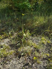 Helianthus occidentalis