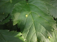 Aceria macrocheluserinea