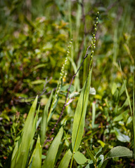 Dichanthelium xanthophysum