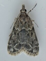 Scoparia basalis
