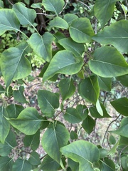 Syringa vulgaris