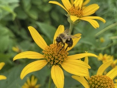 Bombus impatiens