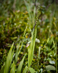 Dichanthelium xanthophysum