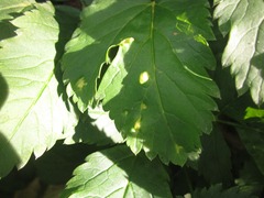 Aceria macrocheluserinea