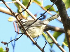 Setophaga nigrescens