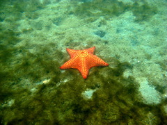 Oreaster reticulatus