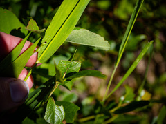 Dichanthelium xanthophysum