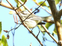 Setophaga nigrescens