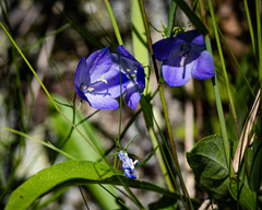 Campanula rotundifolia