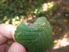 Phyllonorycter tristrigella