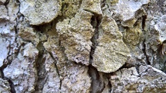 Pertusaria coronata