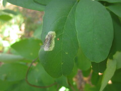 Macrosaccus robiniella