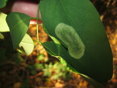 Macrosaccus robiniella