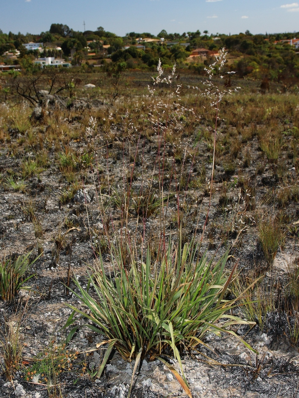 Arthropogon