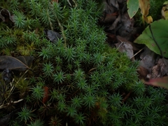 Polytrichum