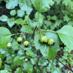 Crataegus phaenopyrum