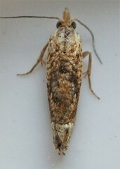 Eucosma ochrocephala