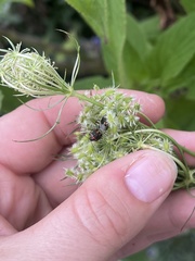 Cosmopepla lintneriana