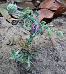 Sphaeranthus senegalensis