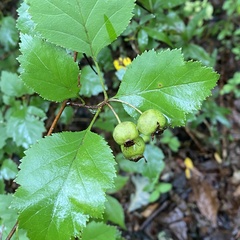 Crataegus phaenopyrum