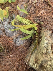 Asplenium platyneuron