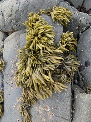 Pelvetiopsis limitata